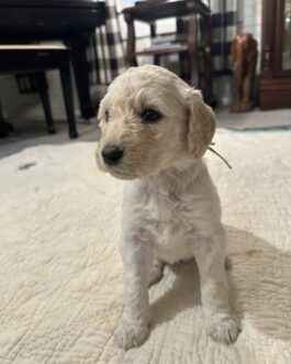Abbie