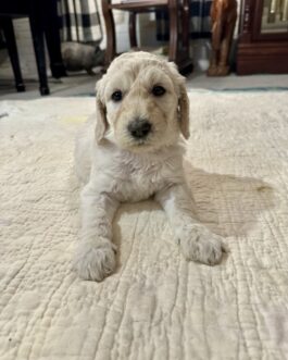 Sally