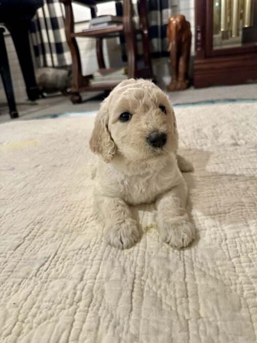 Dolly