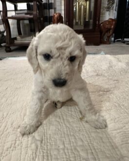 Quincy